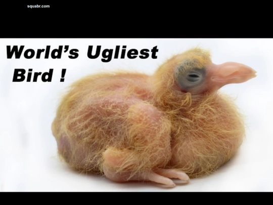 squab screenshot