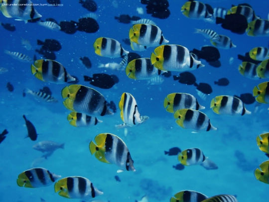 games screenshot