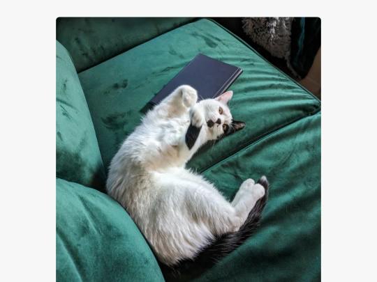 cats screenshot