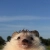 Alt Merkezde Kirpi avatar