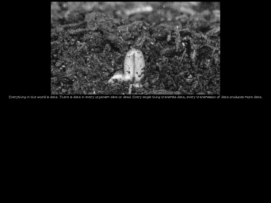 walt/segall/1 screenshot