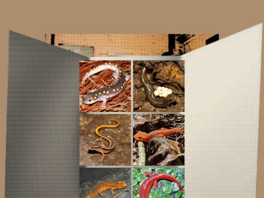 herpslist screenshot
