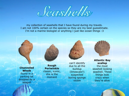 seashells screenshot