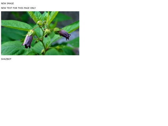 images/new-case.html/dynamic-loading screenshot