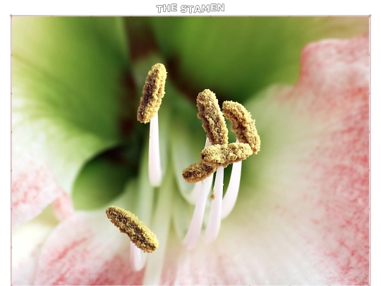 stamen screenshot