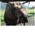 moose.neocities.org avatar