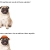 pugsdabest.neocities.org avatar