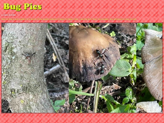 bug-pics screenshot