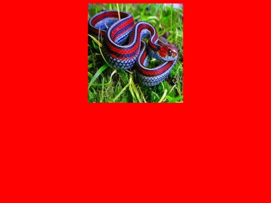 Proyectofinal/serpiente screenshot