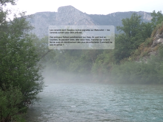 canards screenshot