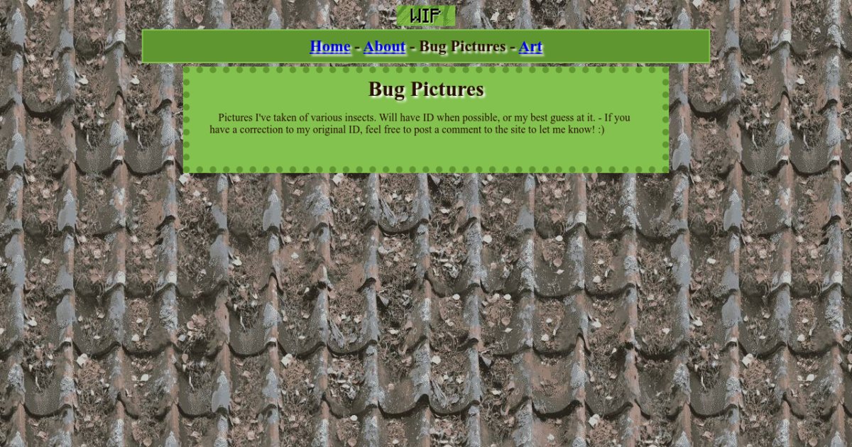 Bug Pictures micropterixlover