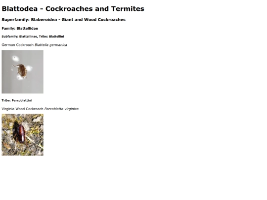 Blattodea screenshot