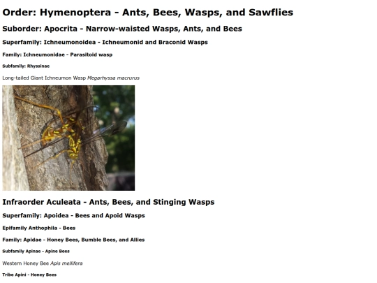 Hymenoptera screenshot
