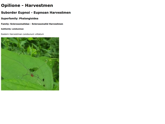 Opiliones screenshot