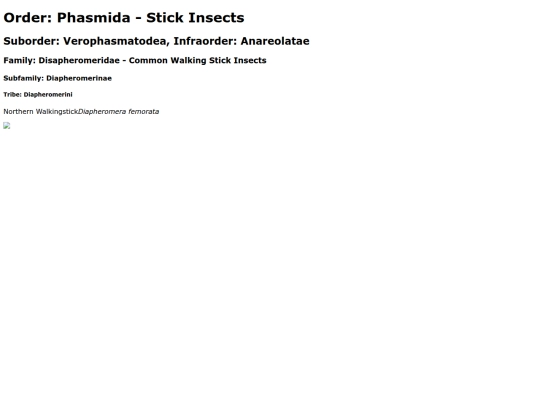 Phasmida screenshot
