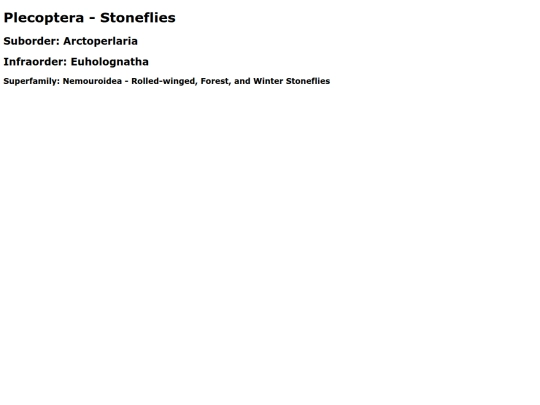 Plecoptera screenshot