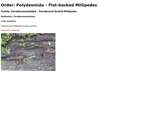 Polydesmida screenshot