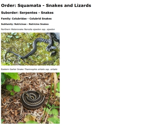 Squamata screenshot