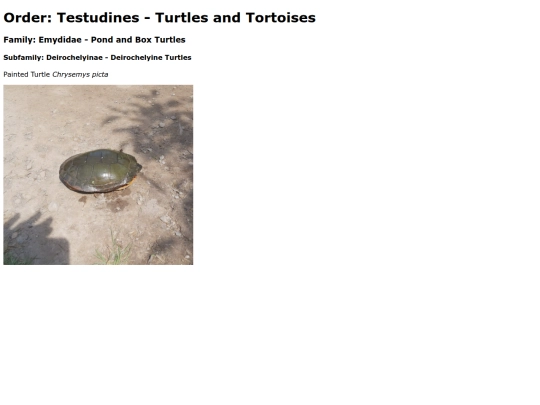 Testudines screenshot