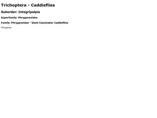 Trichoptera screenshot