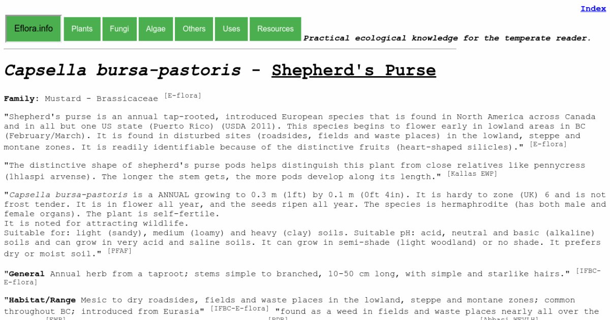 Shepherd's Purse Plant Info: Learn About Shepherd's Purse Control In  Gardens | Gardening Know How