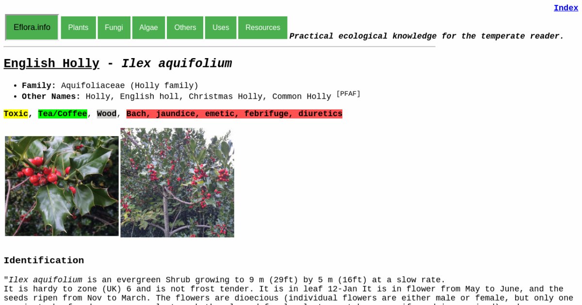 Ilex paraguariensis - Wikipedia