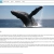 Whale Facts & Information avatar