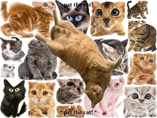 WEBSITE/cats screenshot