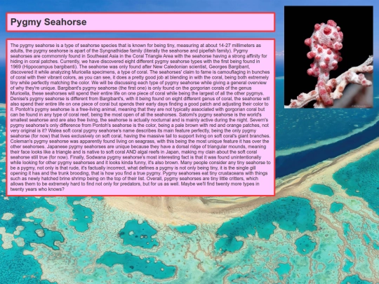 PygmySeahorse/PygymySeahorse screenshot