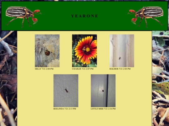bugsy1 screenshot