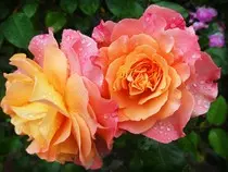 rose.jpg