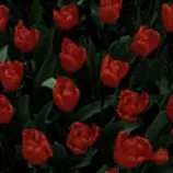 DMS/rose.gif