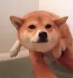 doge1.gif