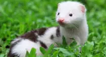 Mink.jpeg