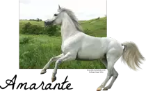 amarante.png