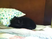 cat.jpg
