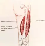 Project/images/vastus_lateralis.jpg