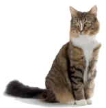 cat2.png