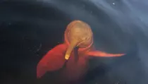 Amazonas_2.jpeg
