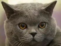 resimler/cat2.jpg