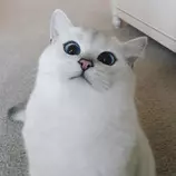 NEW/ima/gato.jpg