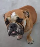 Images/Dog.jpg