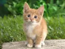 CatImages/cat14.png