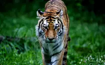 tiger.jpg