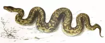 images/Python Pic.jpg