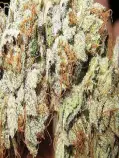 bud1.jpg