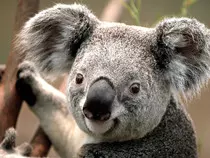 Images/Koala.jpg