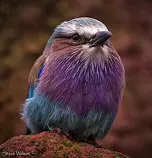 images/smallbird.jpg