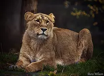 images/tiger3.jpg