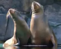 img/foca.jpg